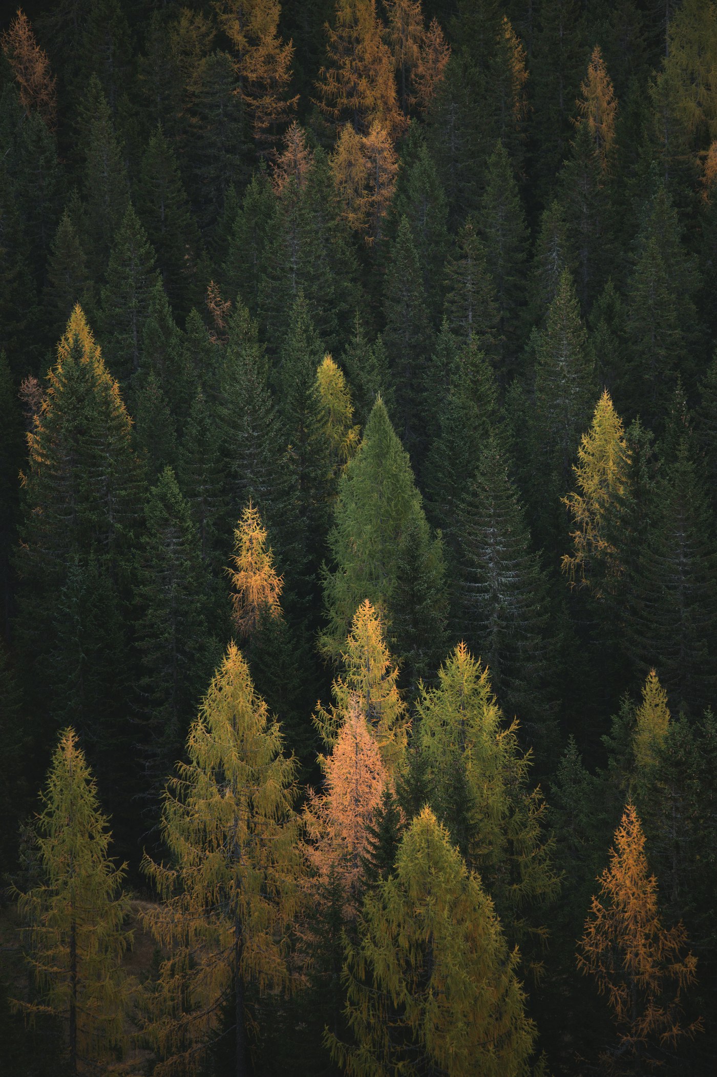 Winding mountain road through autumn trees
